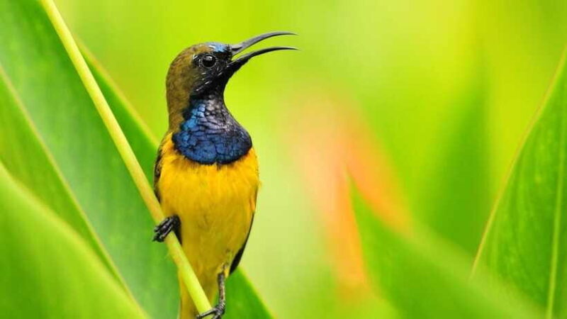 Bali: Countryside Bird Watching Tour with Hotel Transfer - FAQ