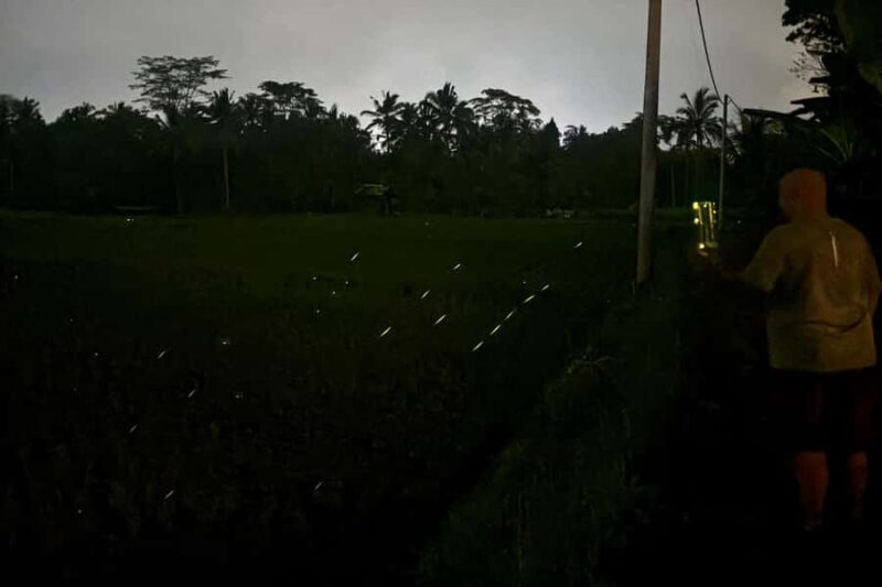 Bali: Cultural Ritual, Local Cuisine & Firefly Adventure - What Makes This Tour Special?