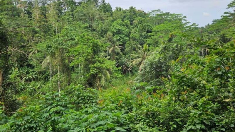 Bali: Cultural, Spiritual, and Nature Tour with Guide - What’s Included and Practical Considerations