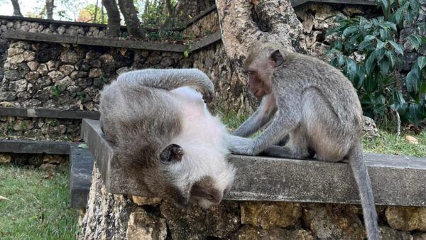 Bali: Customise Your Bali Tour With Driver-Guide - Customization Options