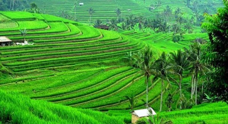 Bali: Customised North Bali Tour With Hotel Transfer - A Closer Look at the North Bali Tour Experience