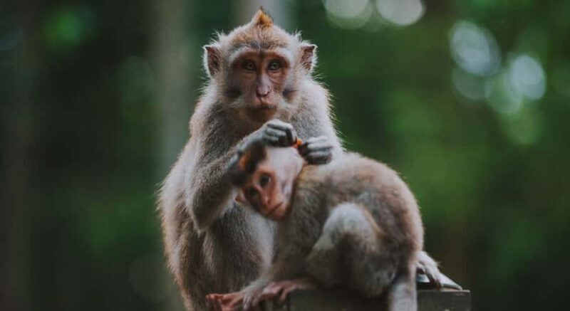 Bali: Customised Ubud Full Day Trip With Private Car, Driver - Who Is This Tour Best For?