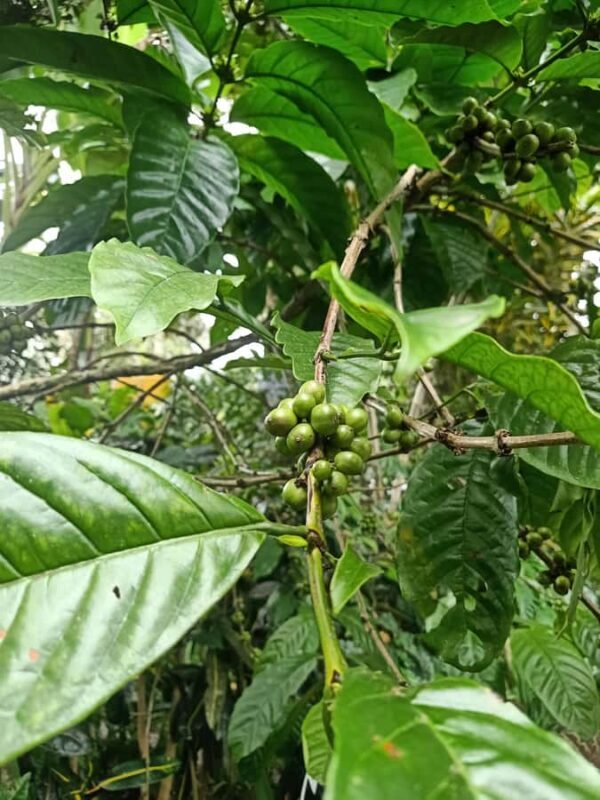 Bali: Customize Private Day Tour with Driver-Guide - An In-Depth Look at the Bali Private Day Tour