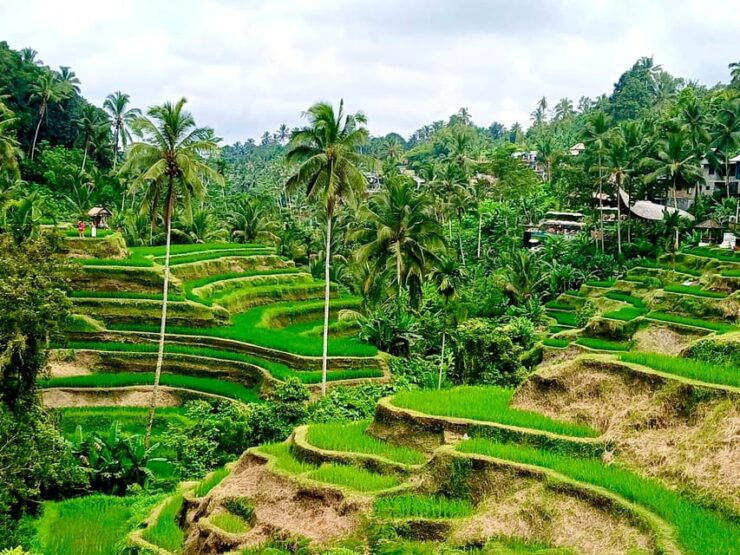 Bali: Customized Full-Day Private Tour - Key Points