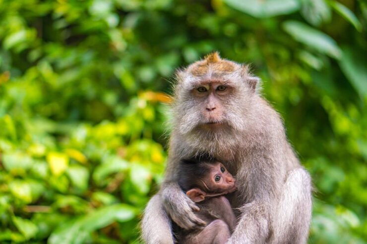 Bali: Customized Private Car Charter 8 Hours - Good To Know