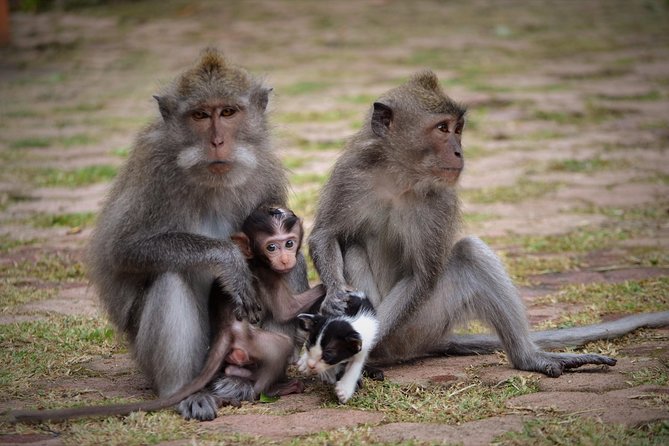 Bali Dance, Ubud Village, Scenic Rice Field And Waterfall Visit. - Tour Features