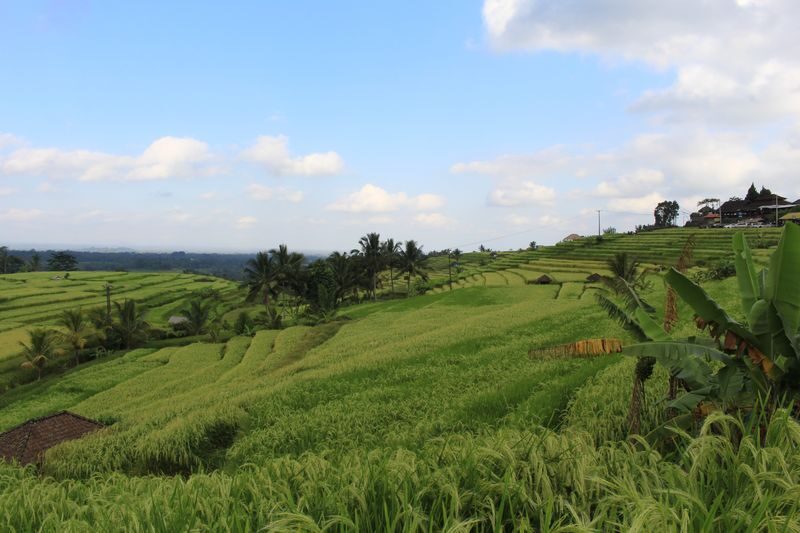 Bali Day Tour in Balinese Costume - Taman Ayun and Tanah Lot on the same route