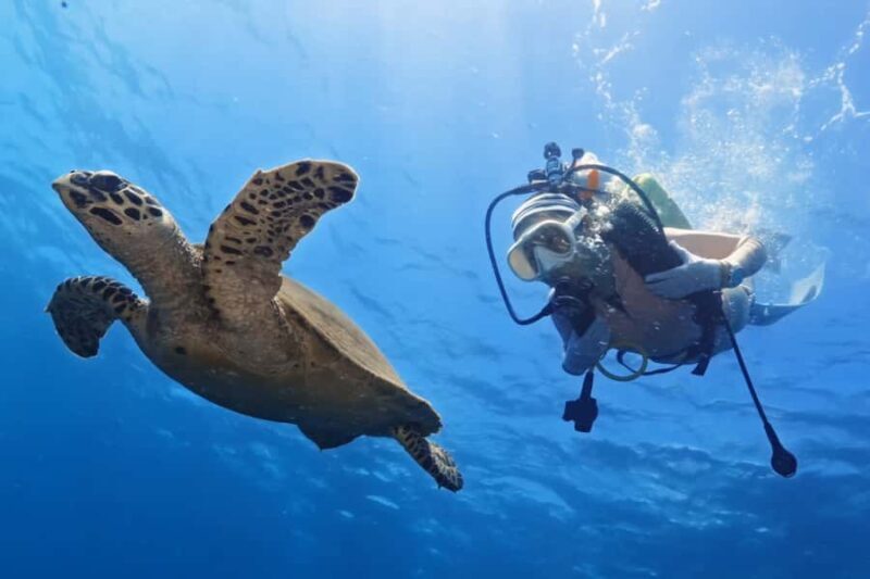 Bali Day Trip: Try Diving at Liberty Shipwreck & Kayak Trip - Authentic Traveler Insights