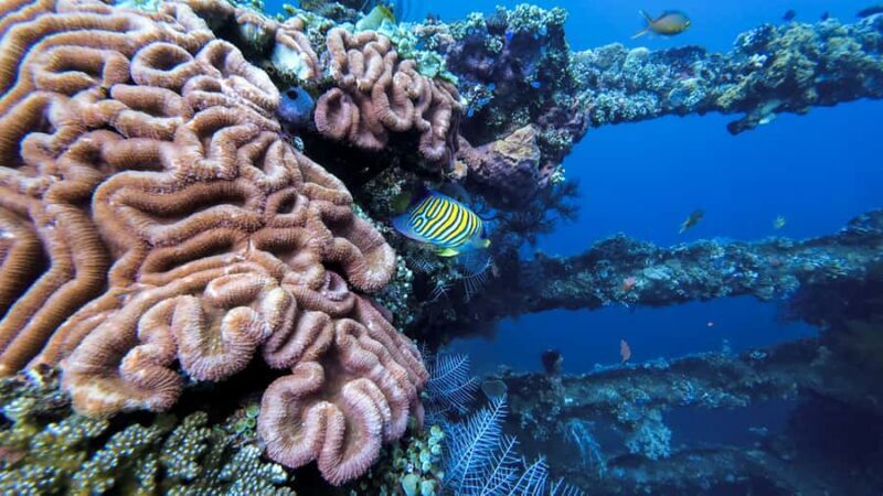 Bali Day Trip: Try Diving at Liberty Shipwreck & Kayak Trip - FAQ