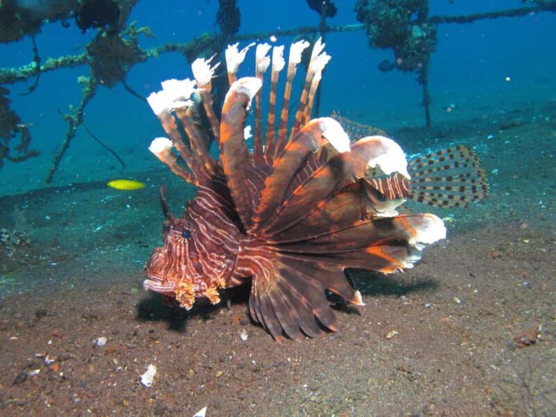 Bali Day Trip: Try Diving at Liberty Shipwreck & Kayak Trip - FAQ