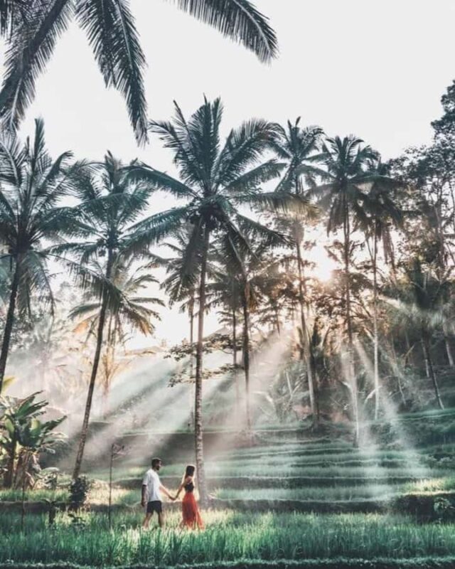 Bali: Day Trip Ubud and Tegallalang Rice Terrace Tour - The Experience in Detail