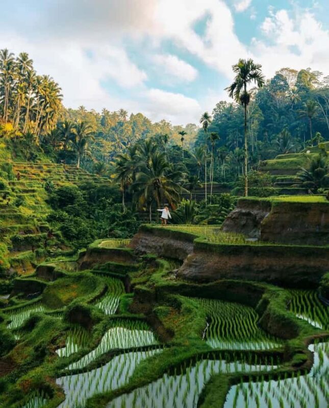 Bali: Day Trip Ubud and Tegallalang Rice Terrace Tour - What Travelers Are Saying