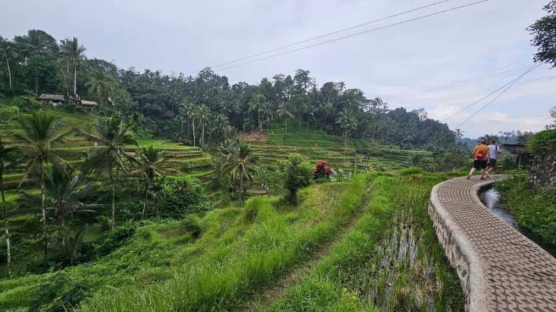 Bali: Day Trip Ubud and Tegallalang Rice Terrace Tour - Who Should Consider This Tour?