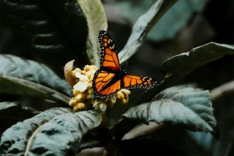 Bali Discovery: Waterfalls, Butterfly Park & Village Life - An In-Depth Look at the Tour