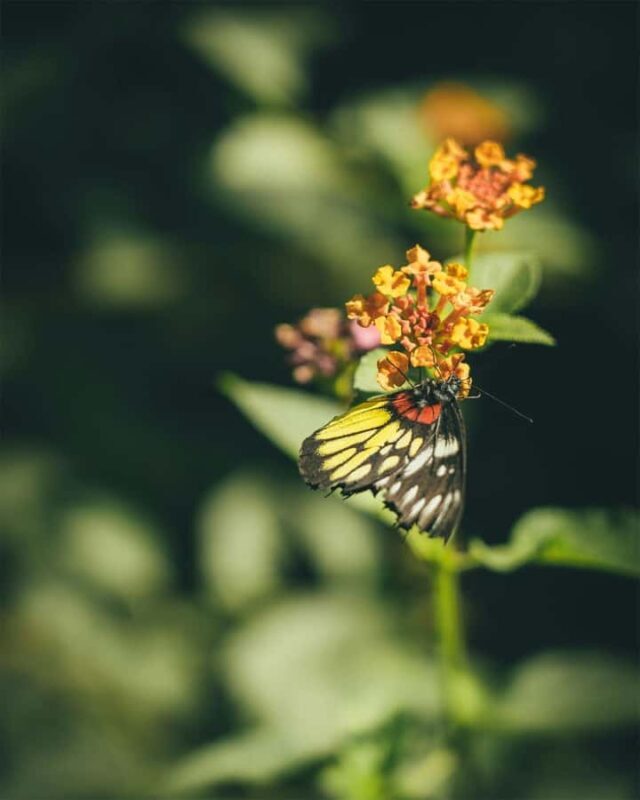 Bali Discovery: Waterfalls, Butterfly Park & Village Life - Who Will Love This Tour?