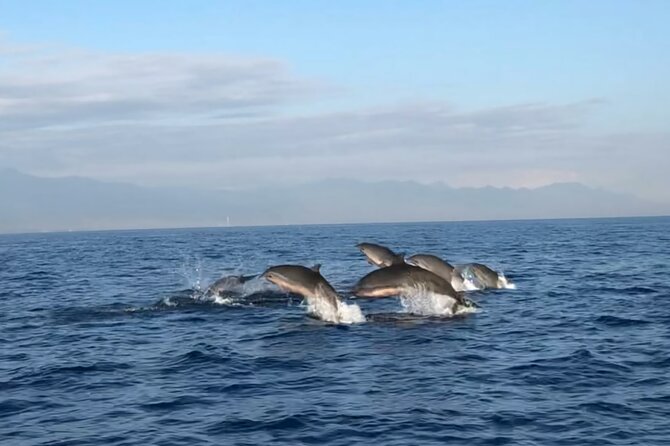 Bali Dolphin Lovina Tour and Ulundanu Beratan - Itinerary Highlights