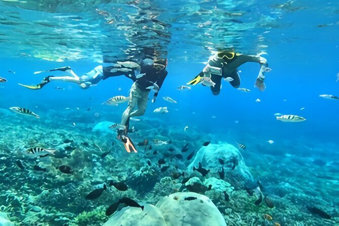 Bali Dolphin Lovina Watching, Swimming and Snorkeling Tour - FAQ