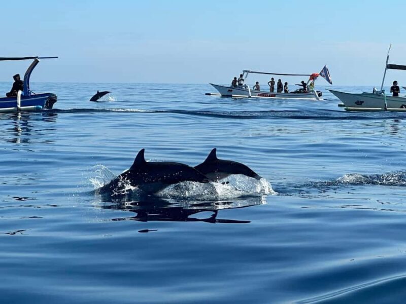 Bali: Dolphin Swimming Tour with ATV Quad Bike & Waterfall - The Day Starts Early — Dolphin Watching at Sunrise