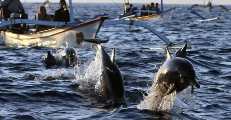 Bali Dolphin Tour - Key Points
