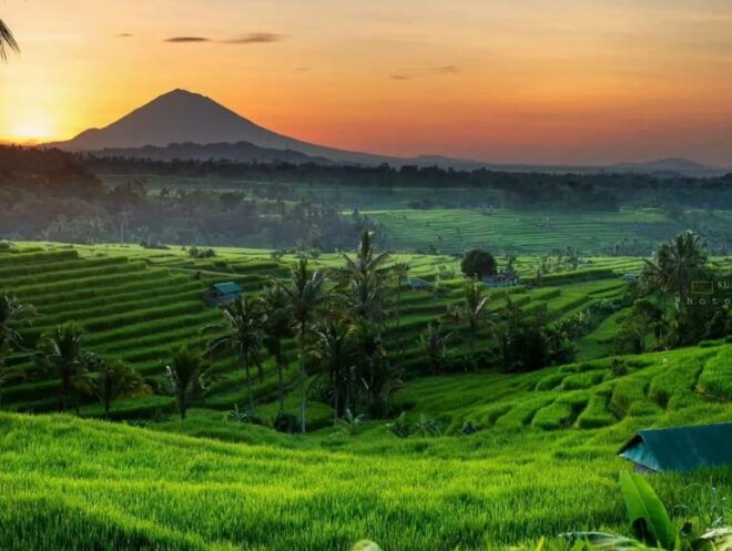 Bali Dolphin Tour - Inclusions and Exclusions