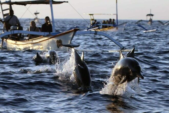 Bali Dolphin Tour - Preparation Tips