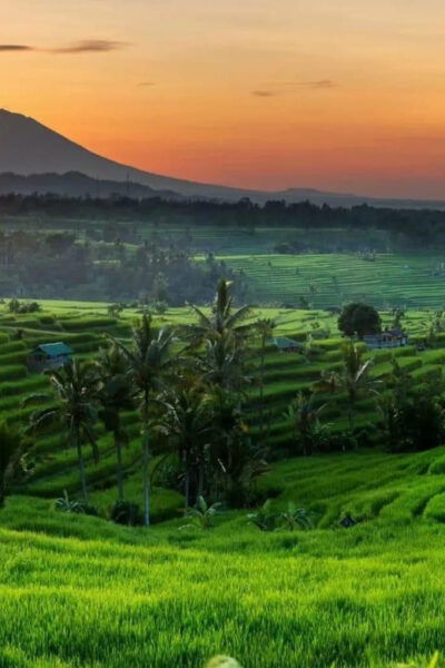 Bali Dolphin Tour - Important Information