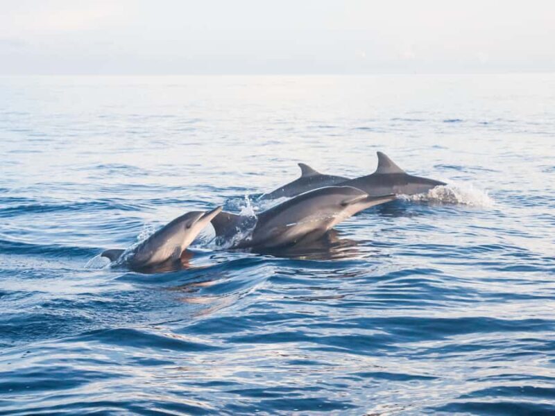 Bali: Dolphin Watching, Aling Aling Waterfall, All Inclusive - FAQ