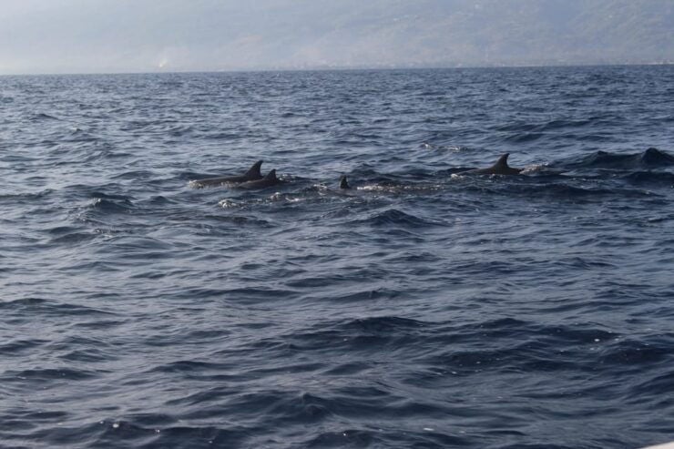 Bali: Dolphin Watching and Snorkeling in Lovina - Key Points