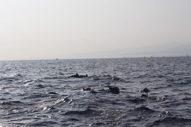 Bali: Dolphin Watching and Snorkeling in Lovina - Detailed Itinerary
