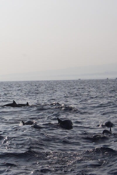 Bali: Dolphin Watching and Snorkeling in Lovina - Best Time for Dolphin Watching