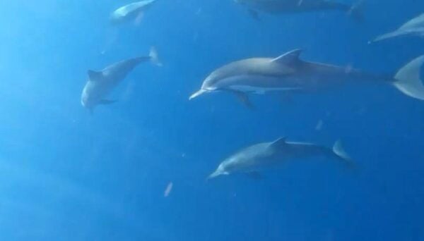 Bali: Dolphin Watching and Snorkeling in Lovina - Recommended Accommodations
