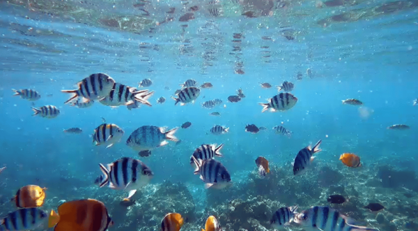 Bali: Dolphin Watching and Snorkeling in Lovina - Questions You May Have
