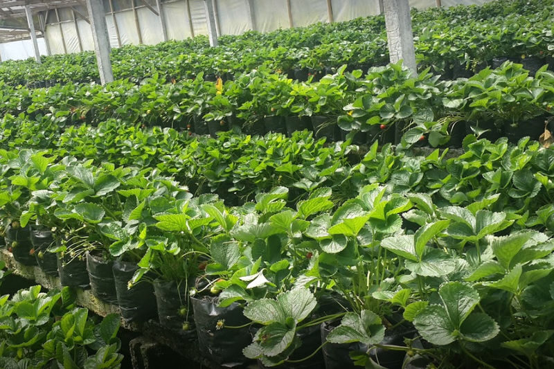 Bali Dolphin Watching and Ulun Danu Temple Private Day Trip - A strawberry stop, not a full farm tour