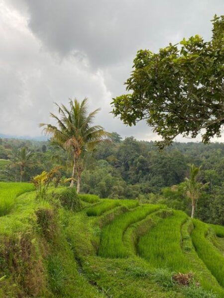 Bali Escapade: Waterfall Wonders and Rice Terrace Trek - Additional Information