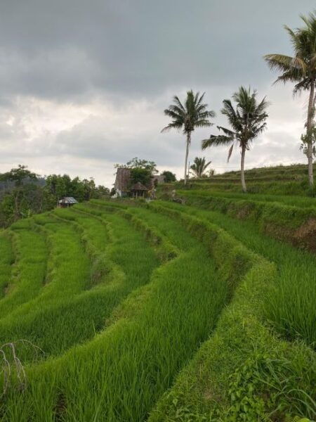 Bali Escapade: Waterfall Wonders and Rice Terrace Trek - Common Questions
