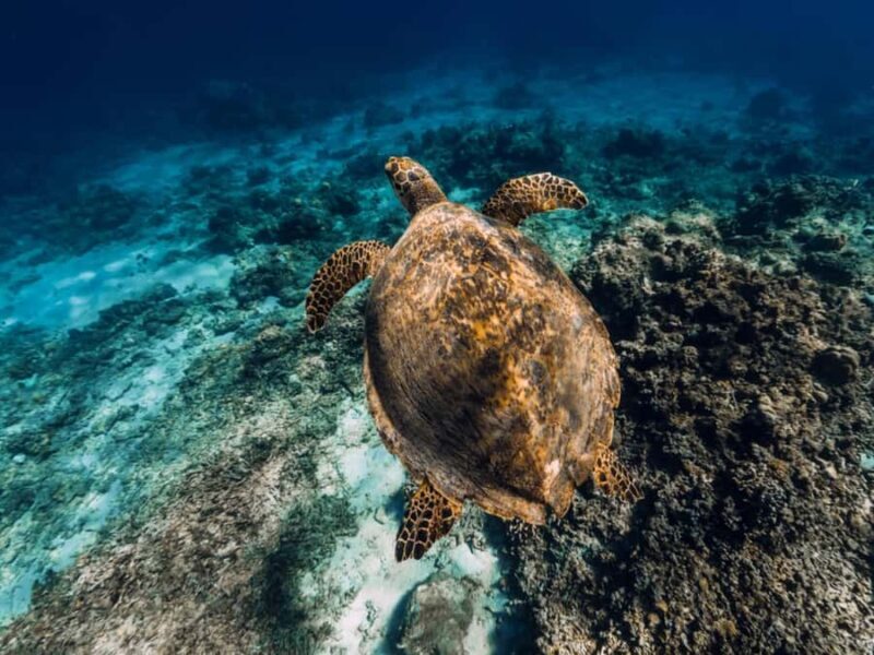 Bali: Exclusive Private Snorkeling & City Tour - Practical Details and Tips