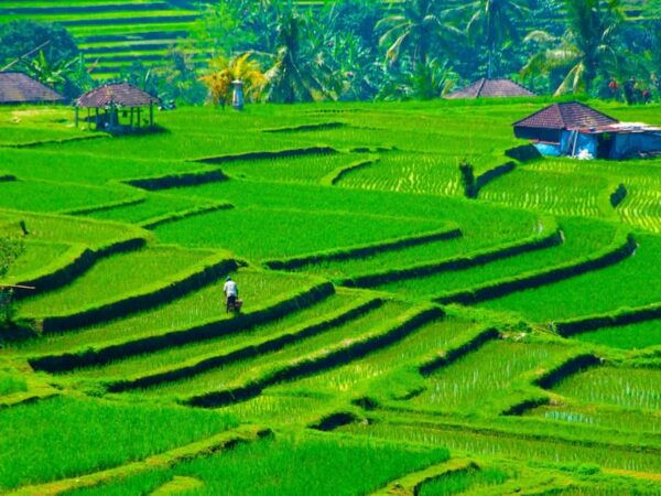 Bali: Family Friendly Tour. Temple, Botanical Park Unesco. - Safety and Comfort