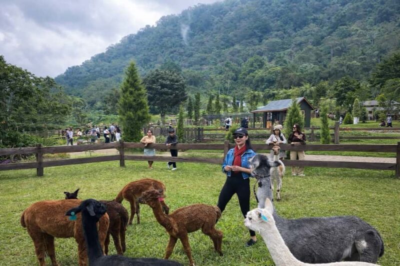 Bali: Farm House Pancasari & Strawberry Picking Tour - Exploring Bali’s Highland Charm