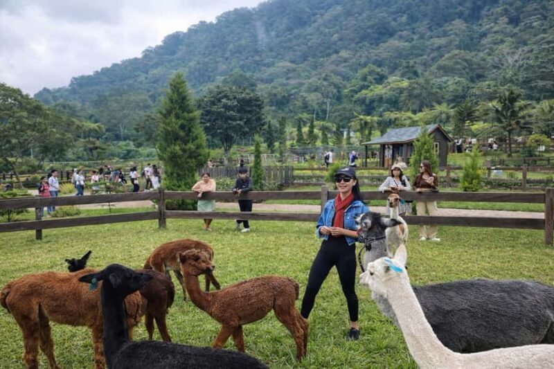 Bali: Farm House Pancasari & Strawberry Picking Tour - What We Love and What Could Be Better