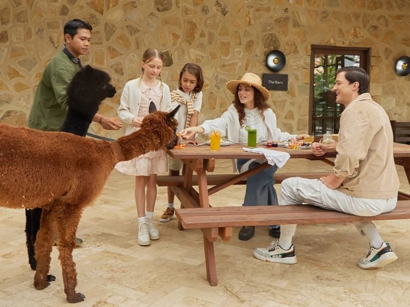 Bali Farm House Ticket - Alpacas in Bali’s cool highlands