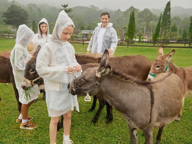 Bali Farm House Ticket - Picnic time and brunch with alpacas