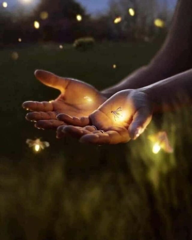 Bali: Fireflies Night, Temple, Waterfall & Rice Terrace - Introduction: What to Expect from the Bali Fireflies Tour