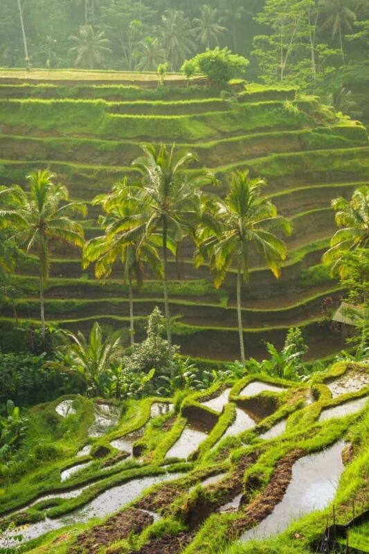 Bali: Fireflies Night, Temple, Waterfall & Rice Terrace - Practical Details: Transportation, Timing, and Group Experience