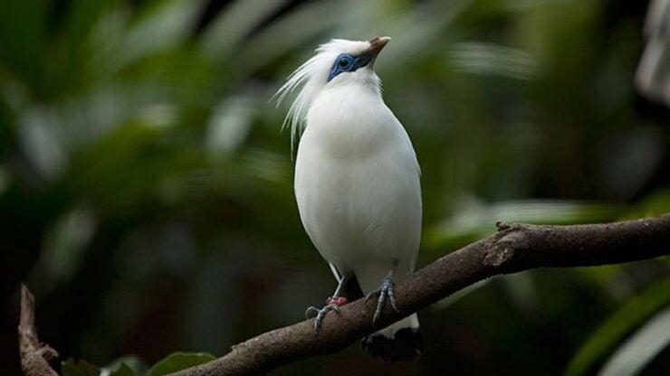 Bali: Full-Day Bird Watching Experience - Experience Highlights