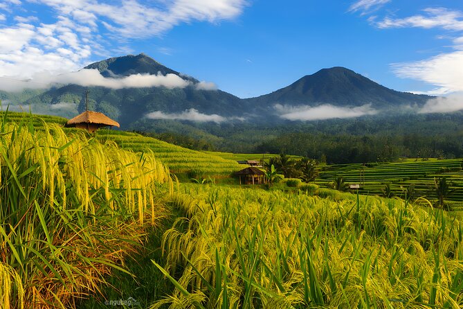 Bali Full-Day Car Charter: Jatiluwih and Tanah Lot Sunset Tour - Tour Highlights