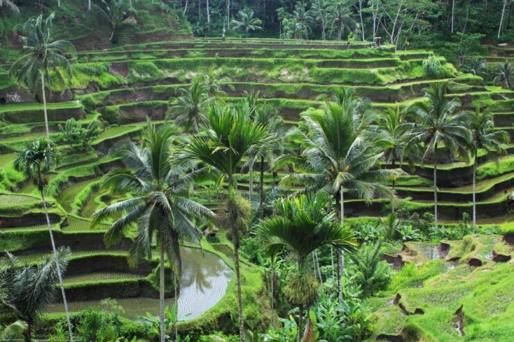 Bali Full-Day Private Customized Tour - Experience Offered
