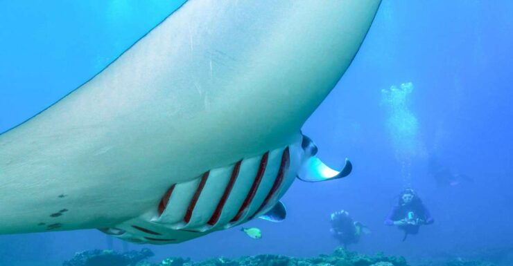 Bali: Full-Day Snorkeling Trip to Nusa Penida & Manta Point - Activity Details