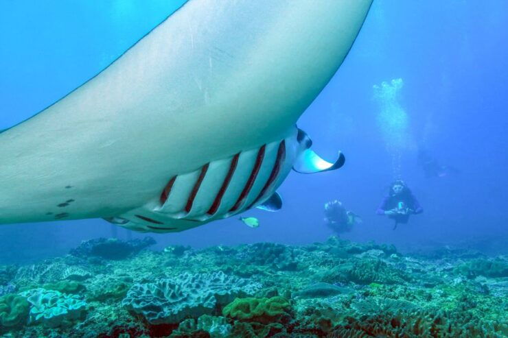 Bali: Full-Day Snorkeling Trip to Nusa Penida & Manta Point - Experience