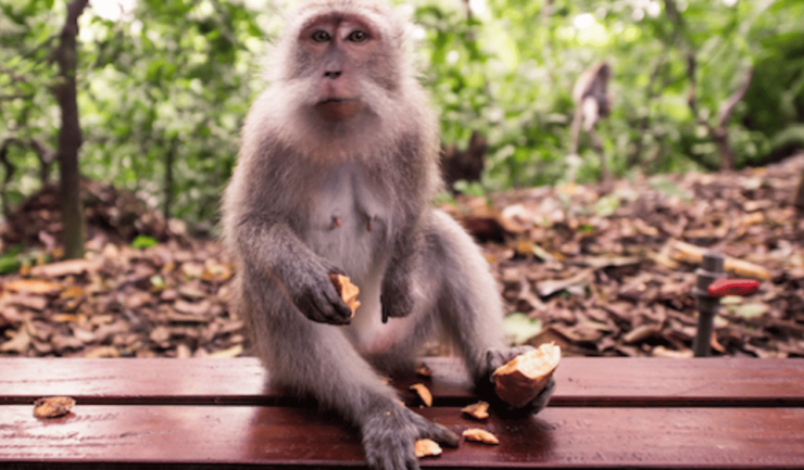 Bali : Full Day Tour With Private Car in Ubud - Key Points