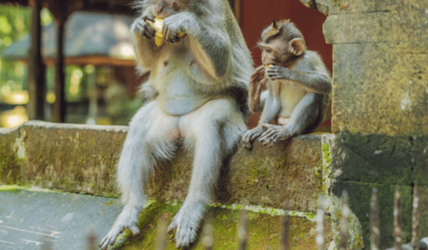 Bali : Full Day Tour With Private Car in Ubud - Transportation and Pickup Options